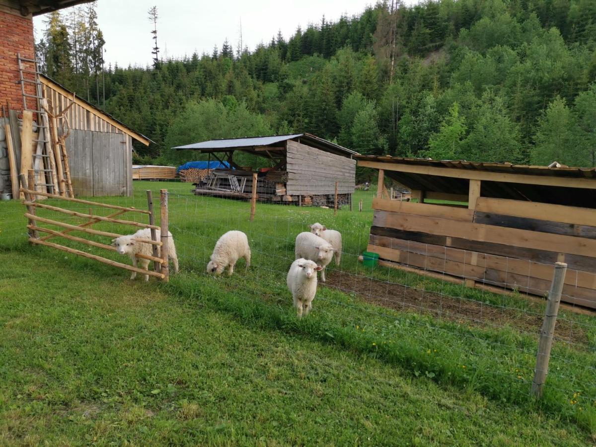 Pokoje Goscinne Pod Limbami Ciche Małe Екстериор снимка